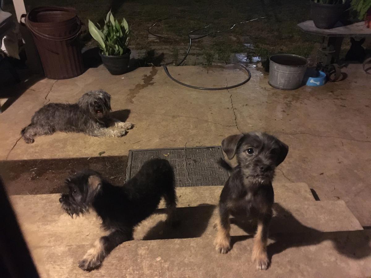Image of 5 puppies , Lost Dog
