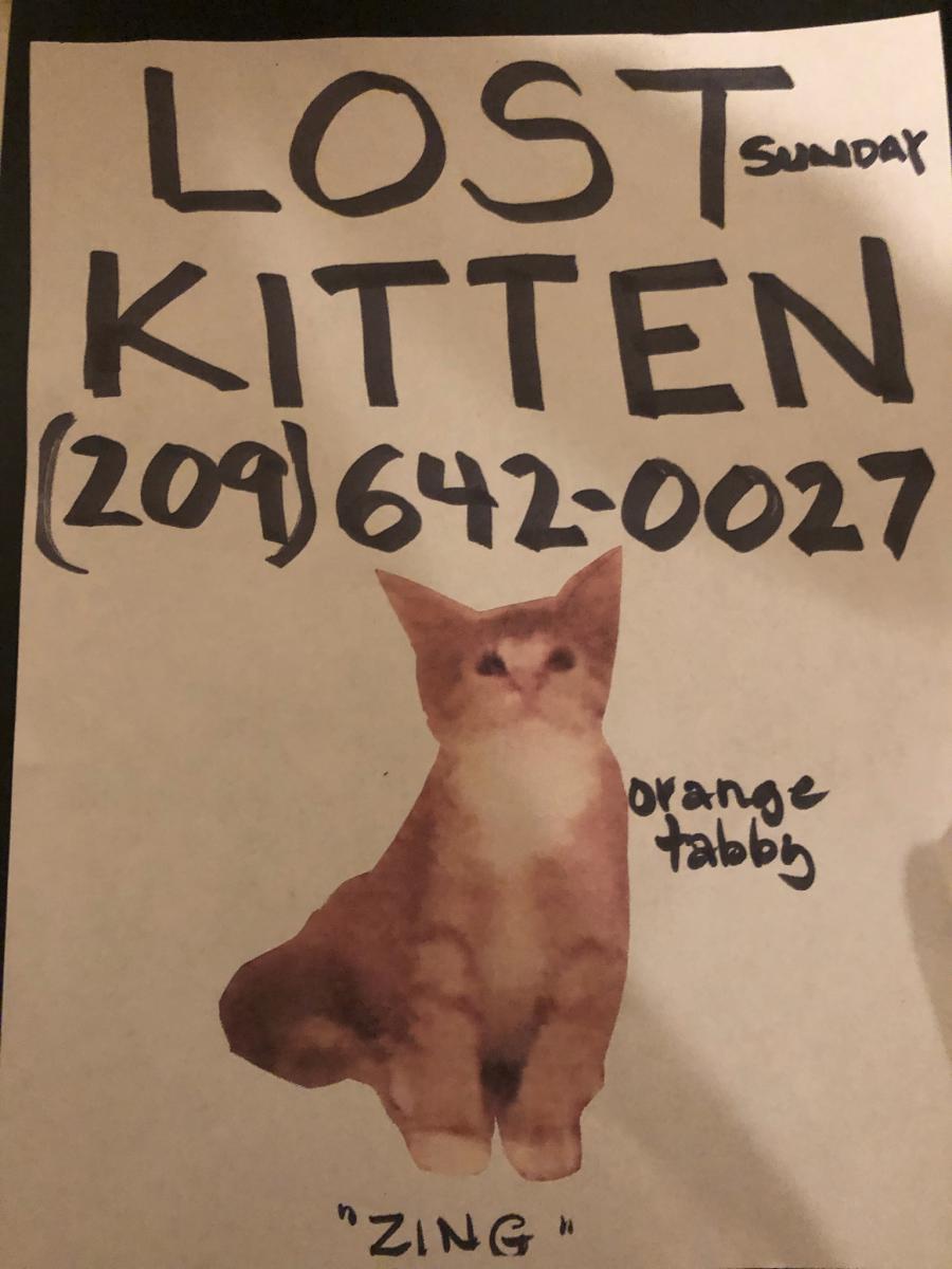 Image of ZING, Lost Cat