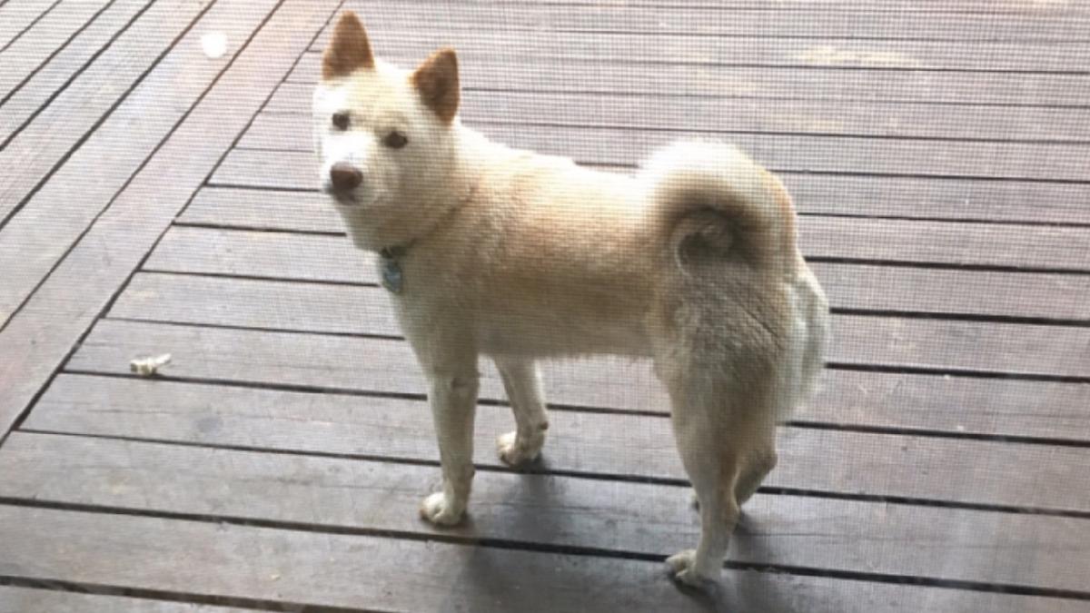 Image of NIKO, Lost Dog