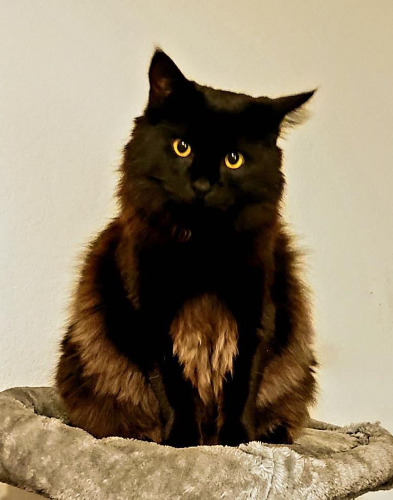 Image of Nyx, Lost Cat