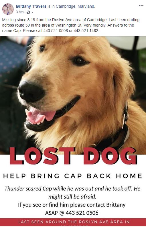 Image of Cap, Lost Dog