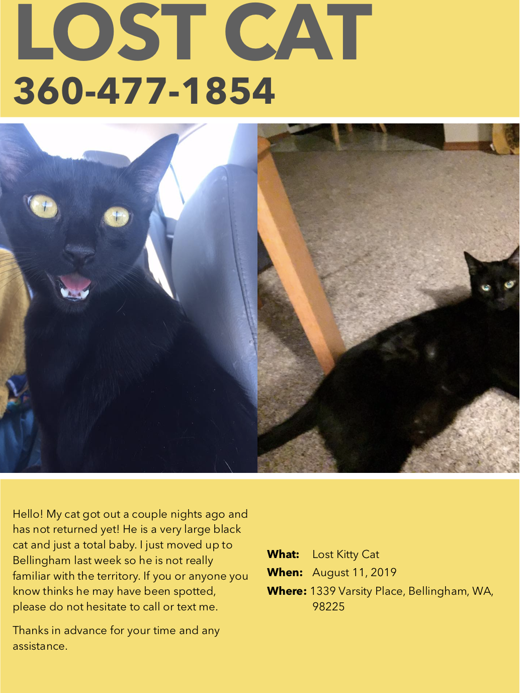 Image of Holmes, Lost Cat