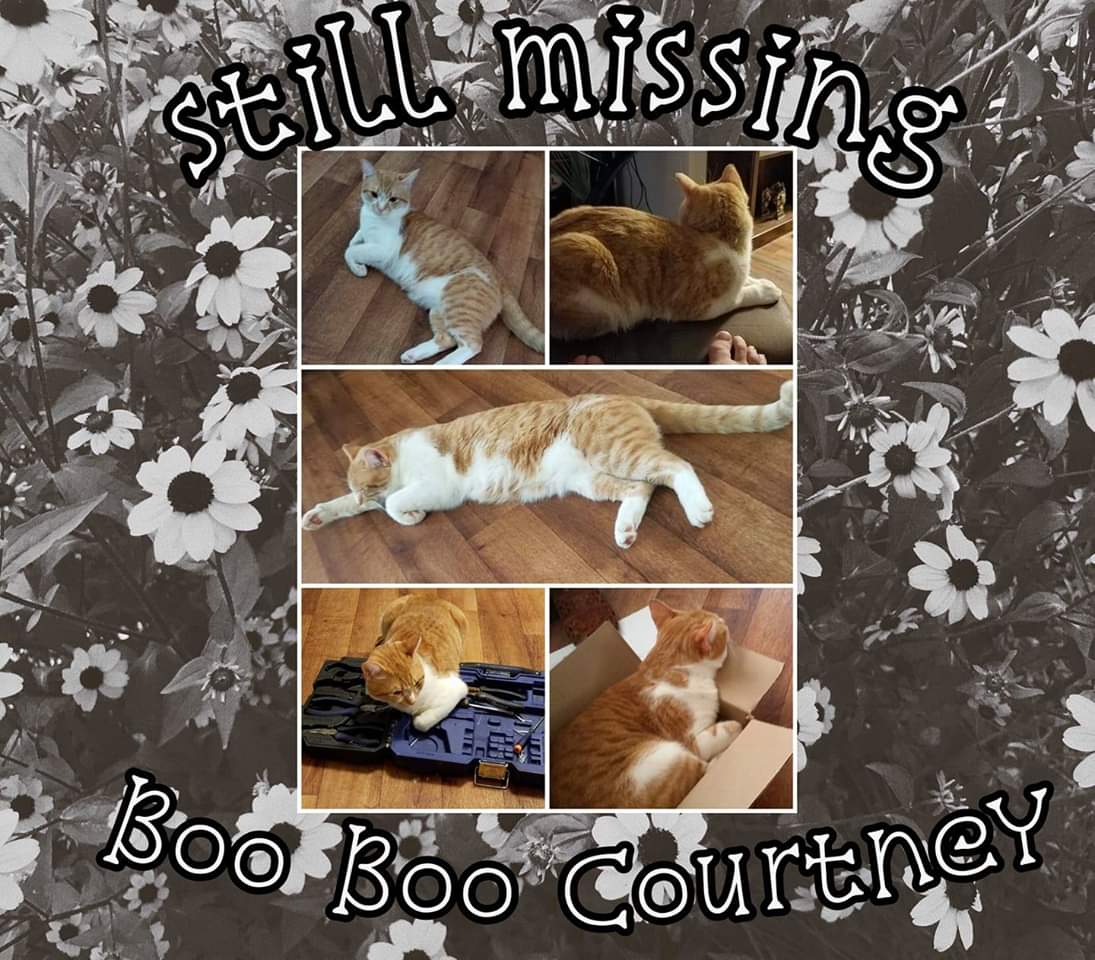 Image of Boo boo Courtney, Lost Cat