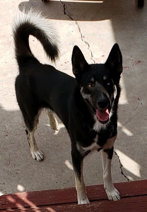 Image of Yanko, Lost Dog