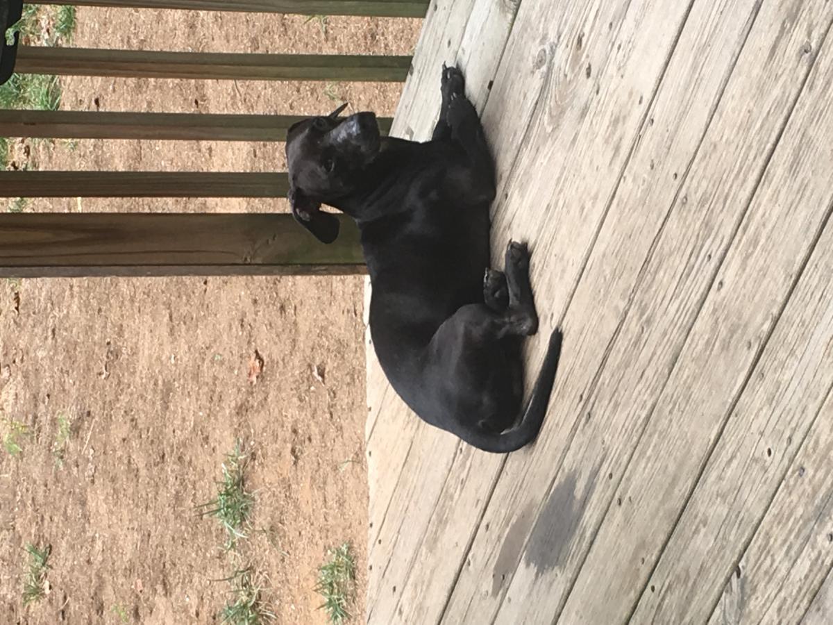Image of Small Male Black Dog, Found Dog