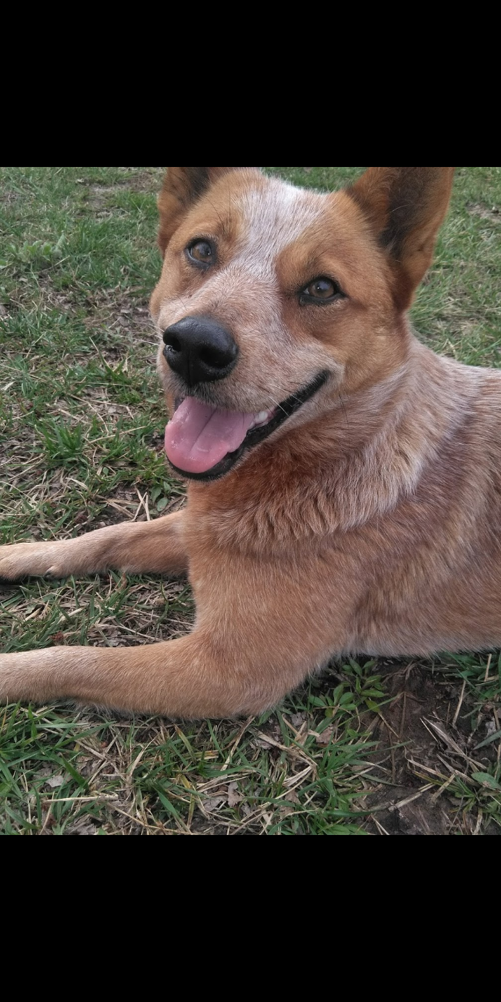 Image of Concho, Lost Dog