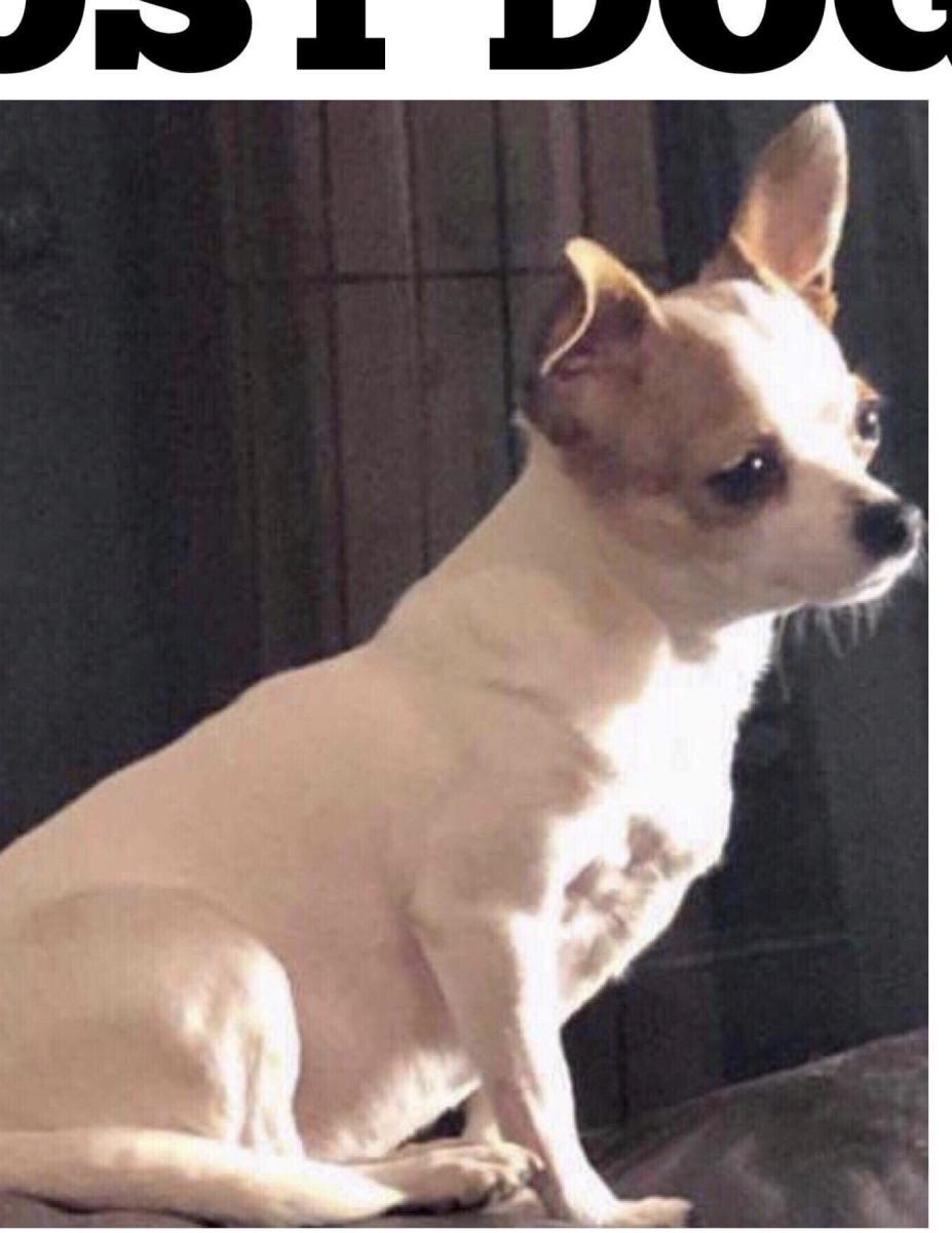 Image of Harmione, Lost Dog