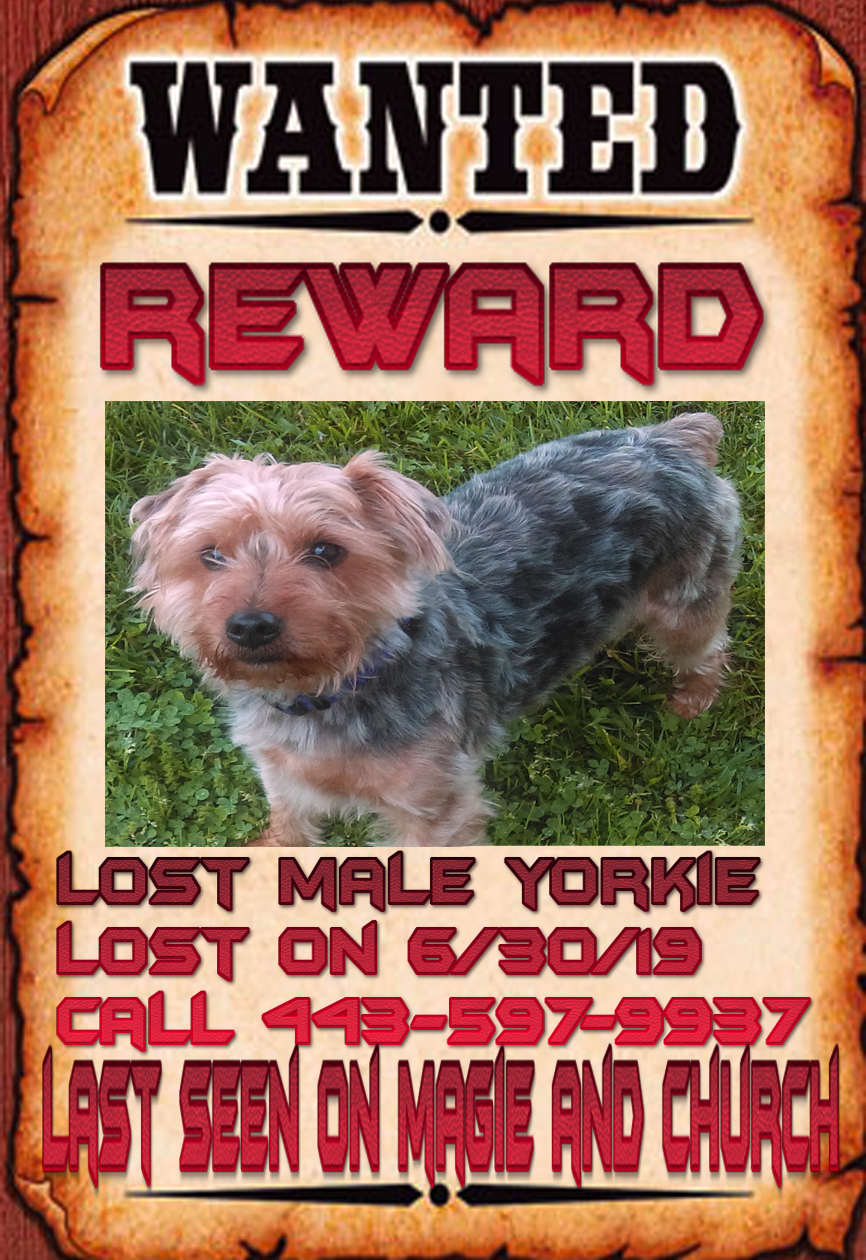 Image of Rover, Lost Dog