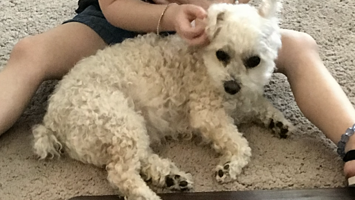 Image of Casey, Lost Dog
