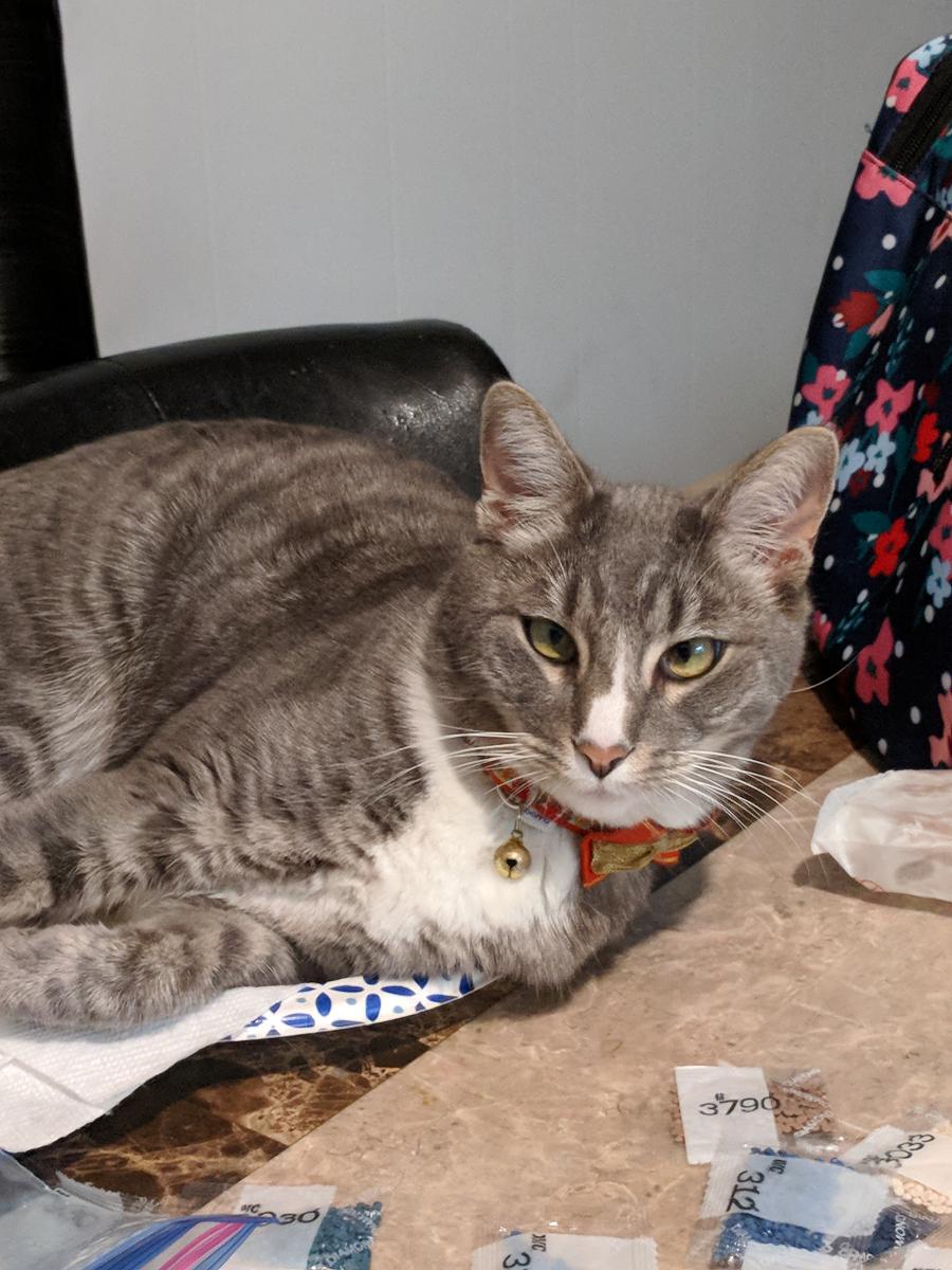 Image of Casey, Lost Cat