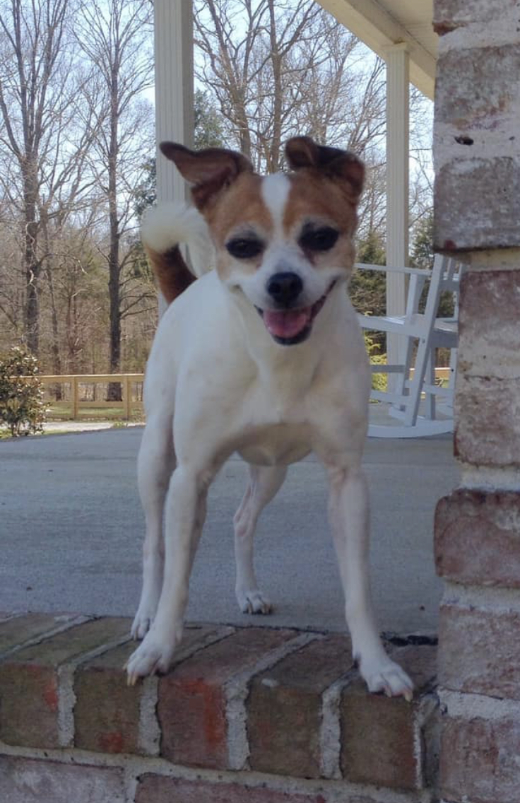 Image of Emmie, Lost Dog