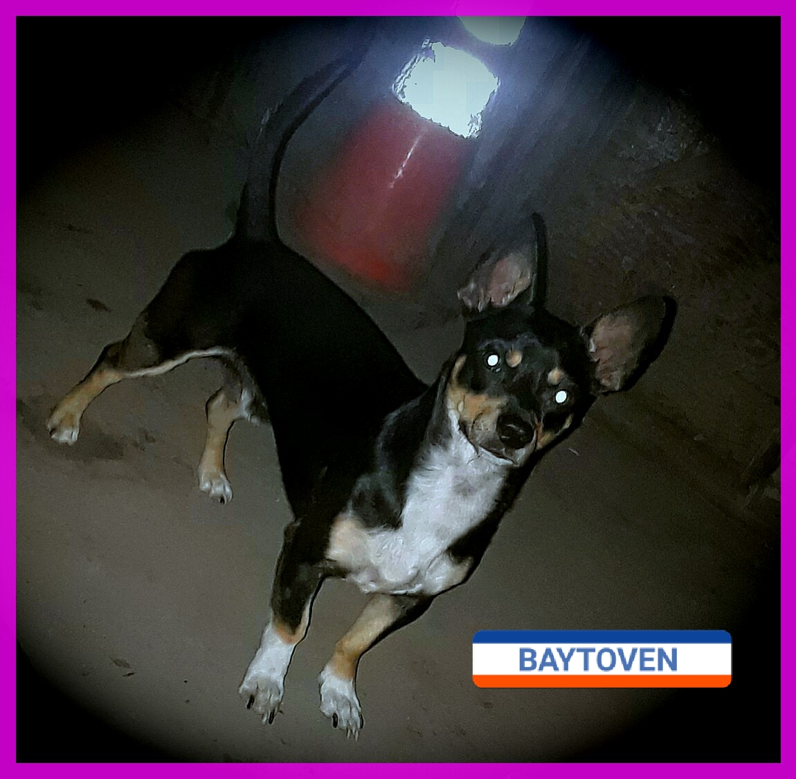 Image of Baytoven, Lost Dog