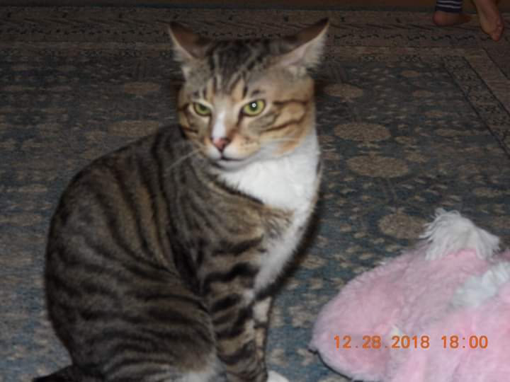 Image of LiLi, Lost Cat