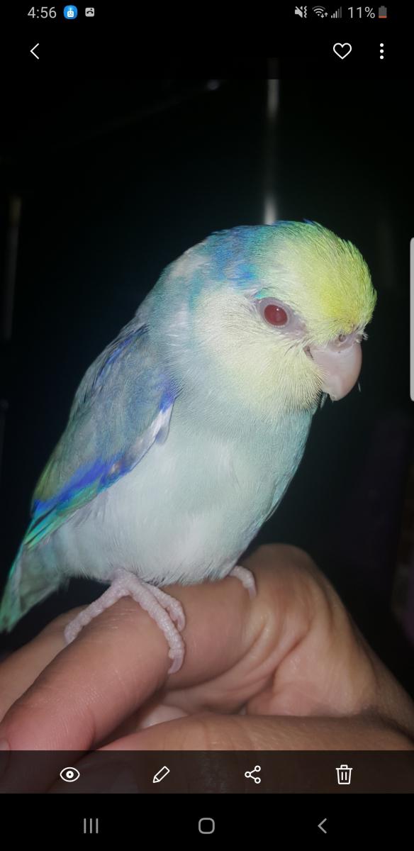 Image of Romeo (Parrotlet), Lost Bird