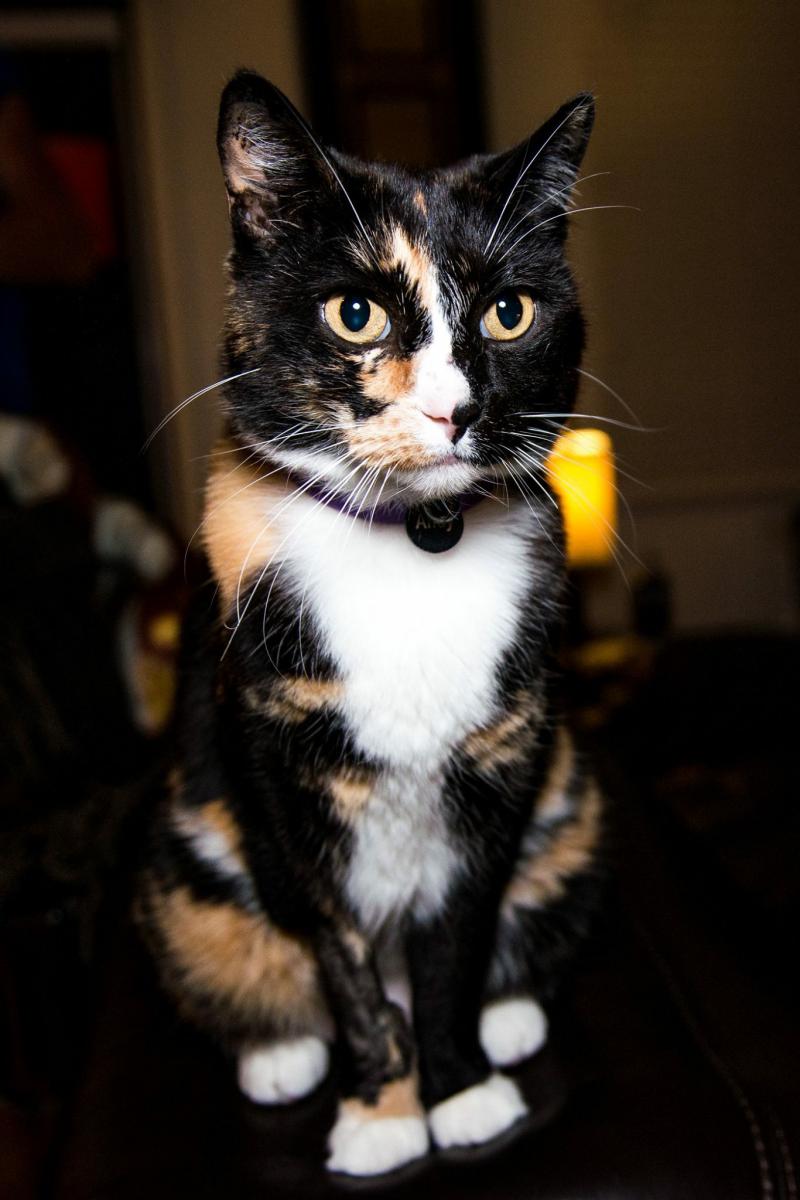 Image of Alley, Lost Cat