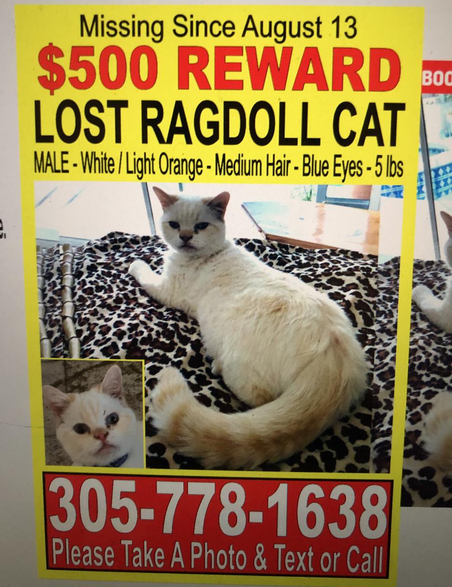Image of Jon Bon Jovi Rose, Lost Cat