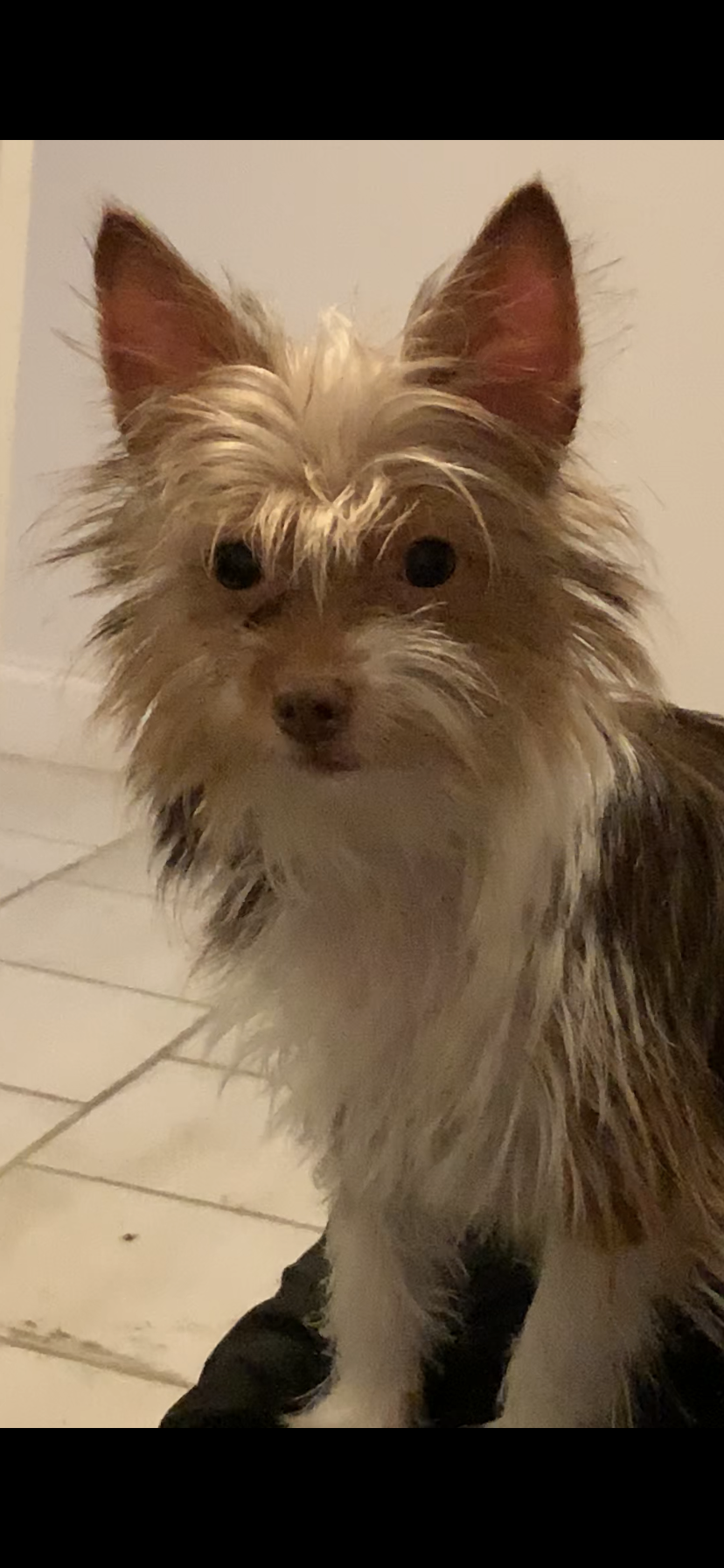 Image of Sprinkles, Lost Dog