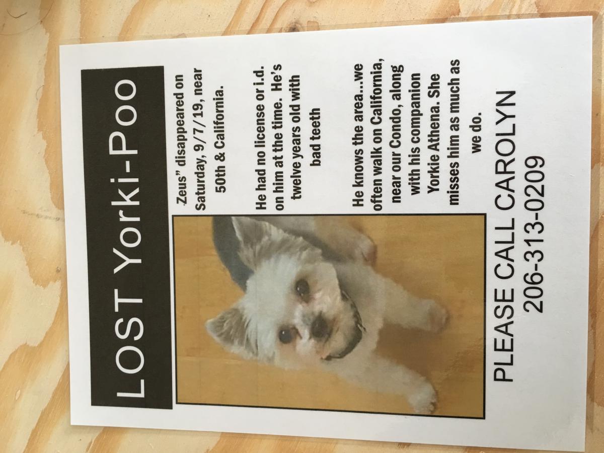 Image of zues, Lost Dog