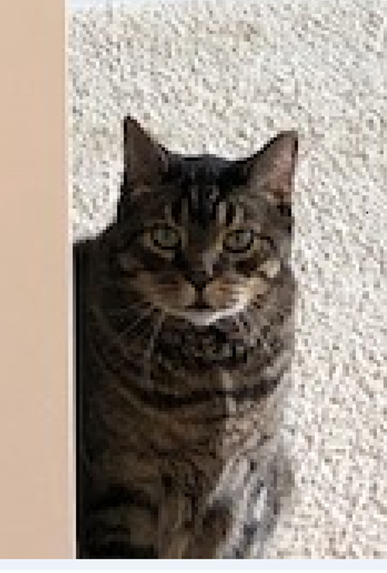 Image of Wallace, Lost Cat