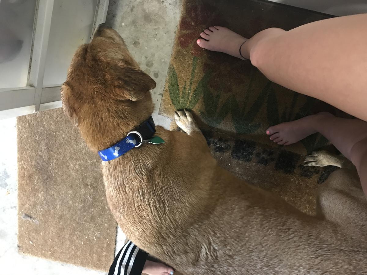 Image of (might be cat), Found Dog