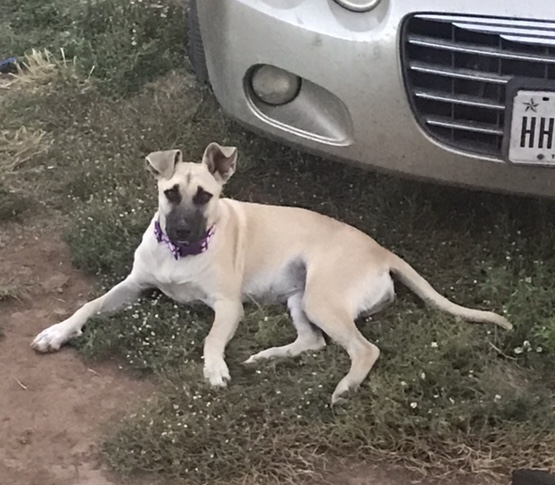 Image of Shy, Lost Dog