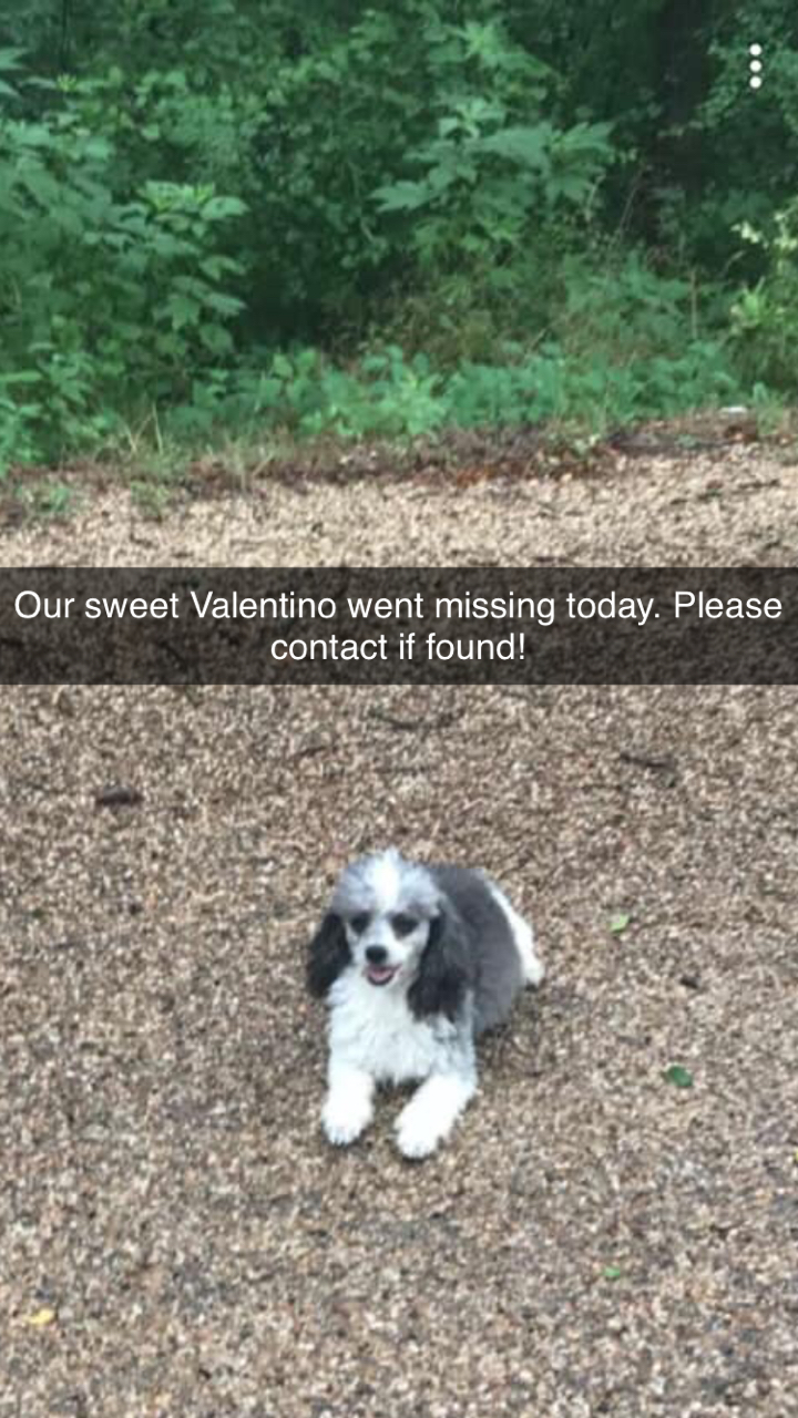 Image of Valentino, Lost Dog