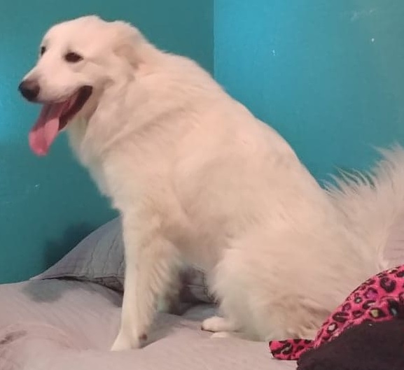 Image of Great Pyrenees, Found Dog