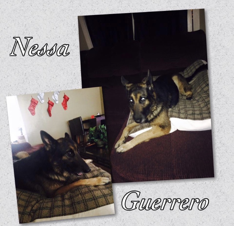 Image of Nessa, Lost Dog