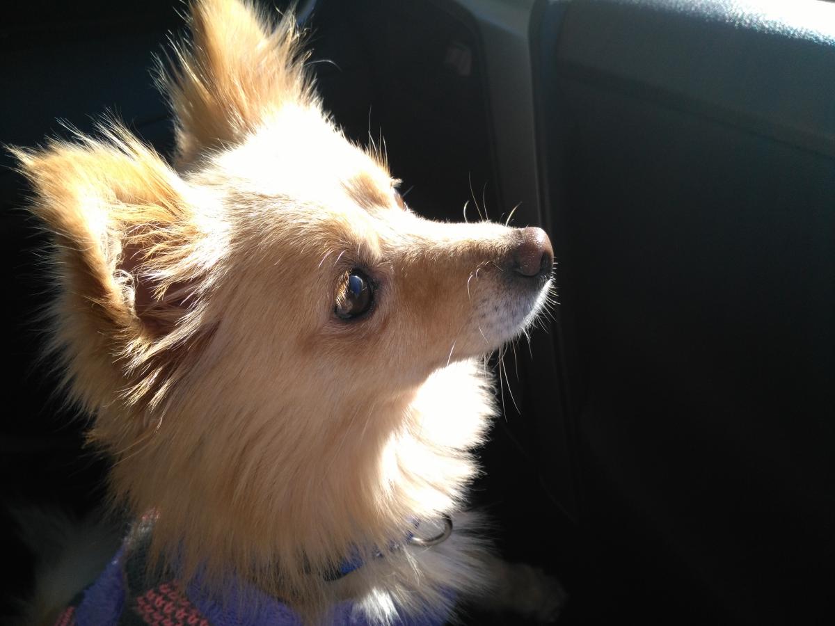 Image of Goodie, Lost Dog