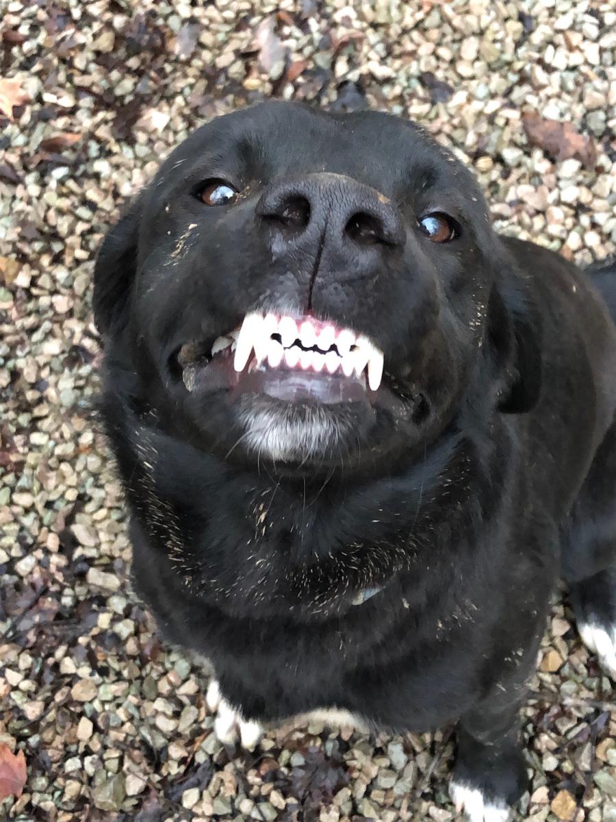 Image of Smiley, Lost Dog