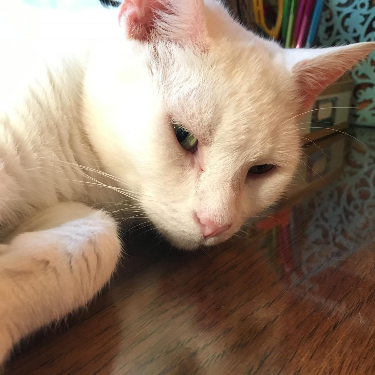 Image of Whiten, Lost Cat