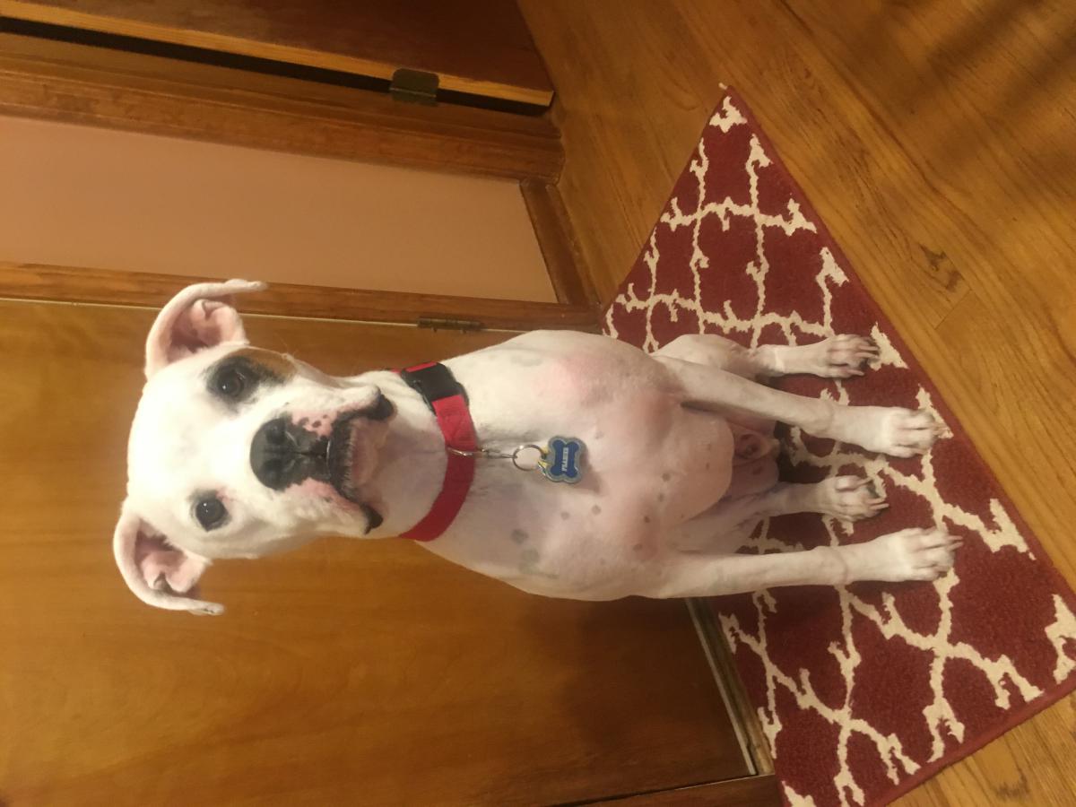 Lost Dog Boxer in KANSAS CITY, MO - Lost My Doggie