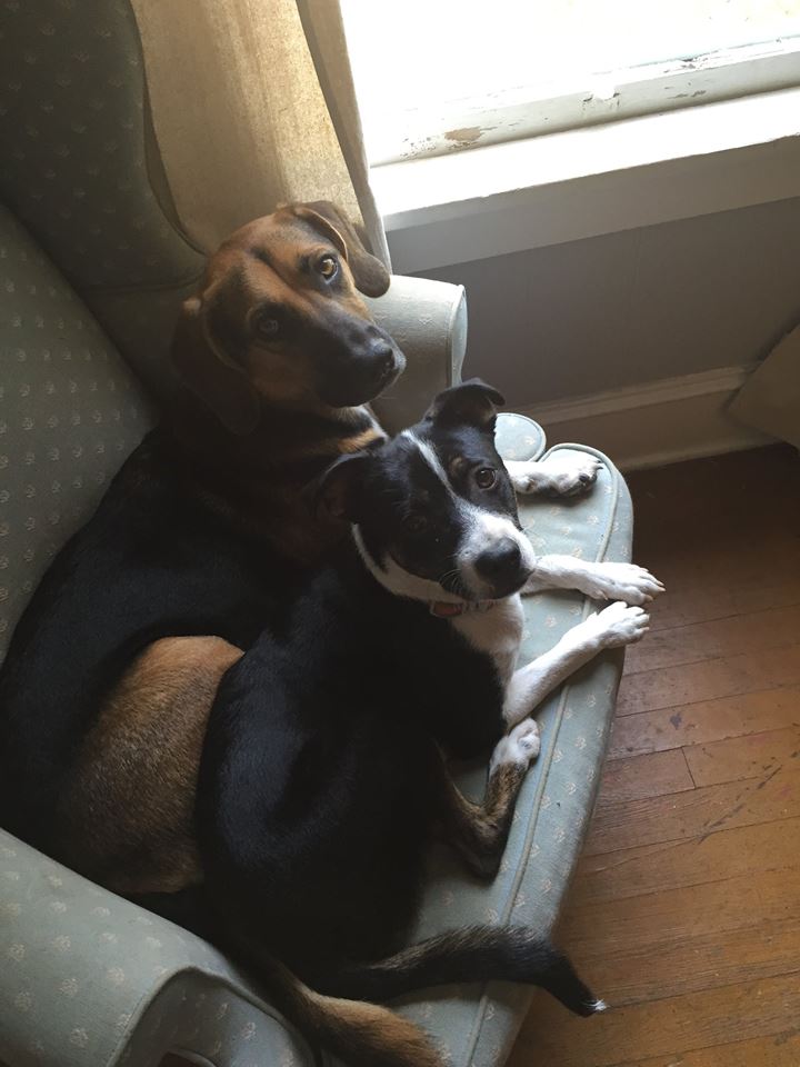Image of Cooper & Pip, Lost Dog