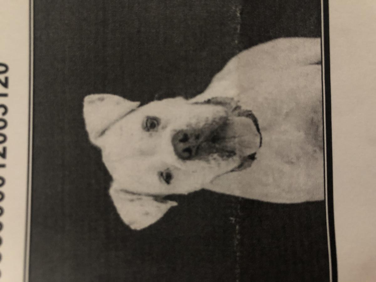 Image of Goon (white boxer), Lost Dog