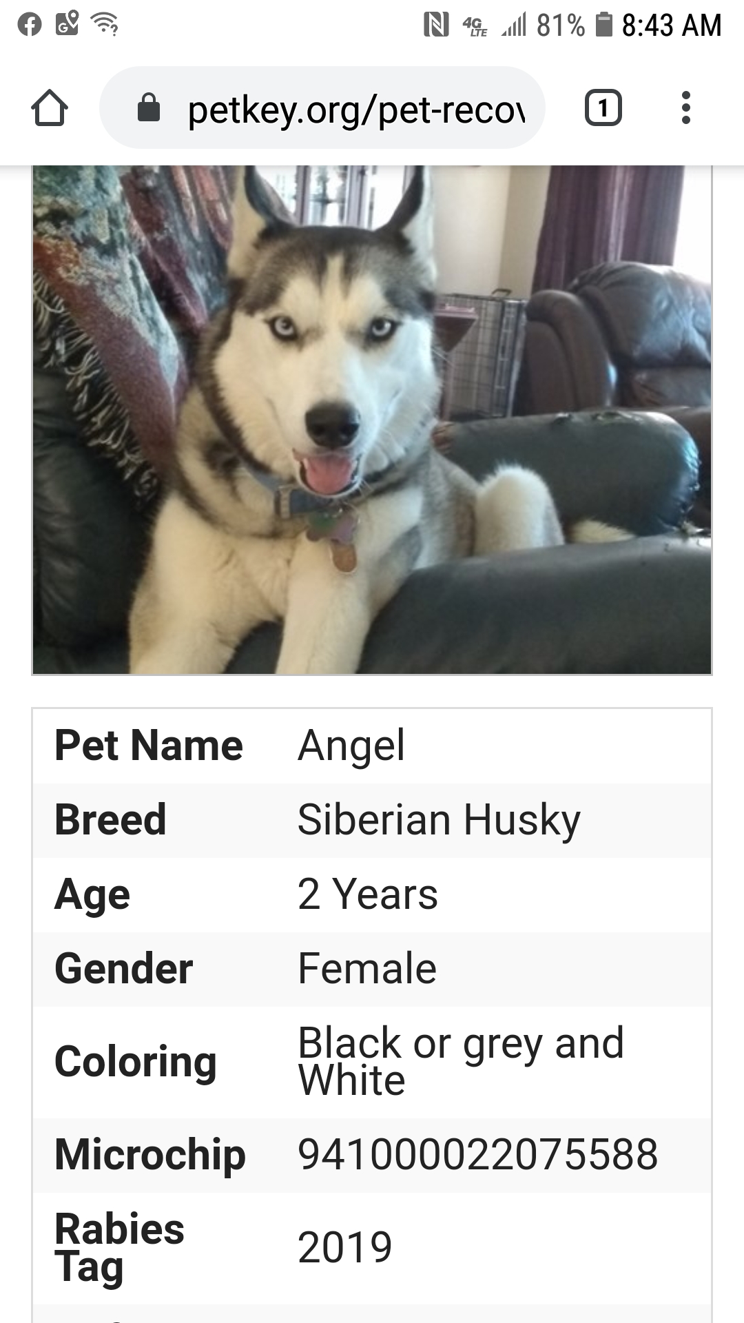 Image of Angel Tutty, Lost Dog