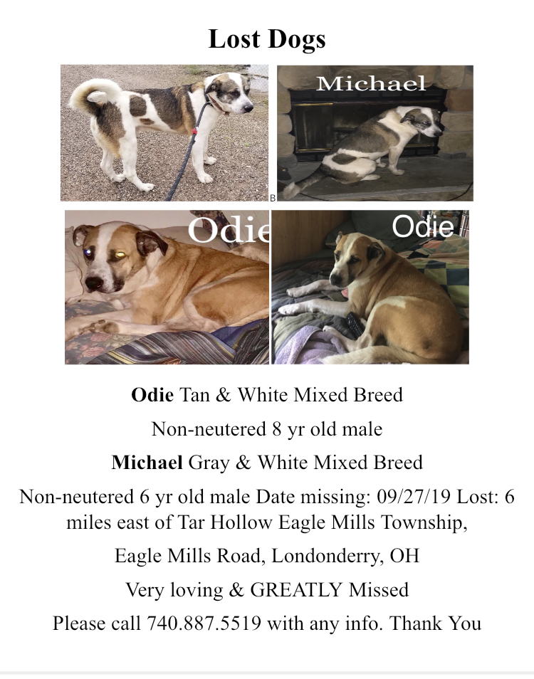 Image of Odie & Michael, Lost Dog
