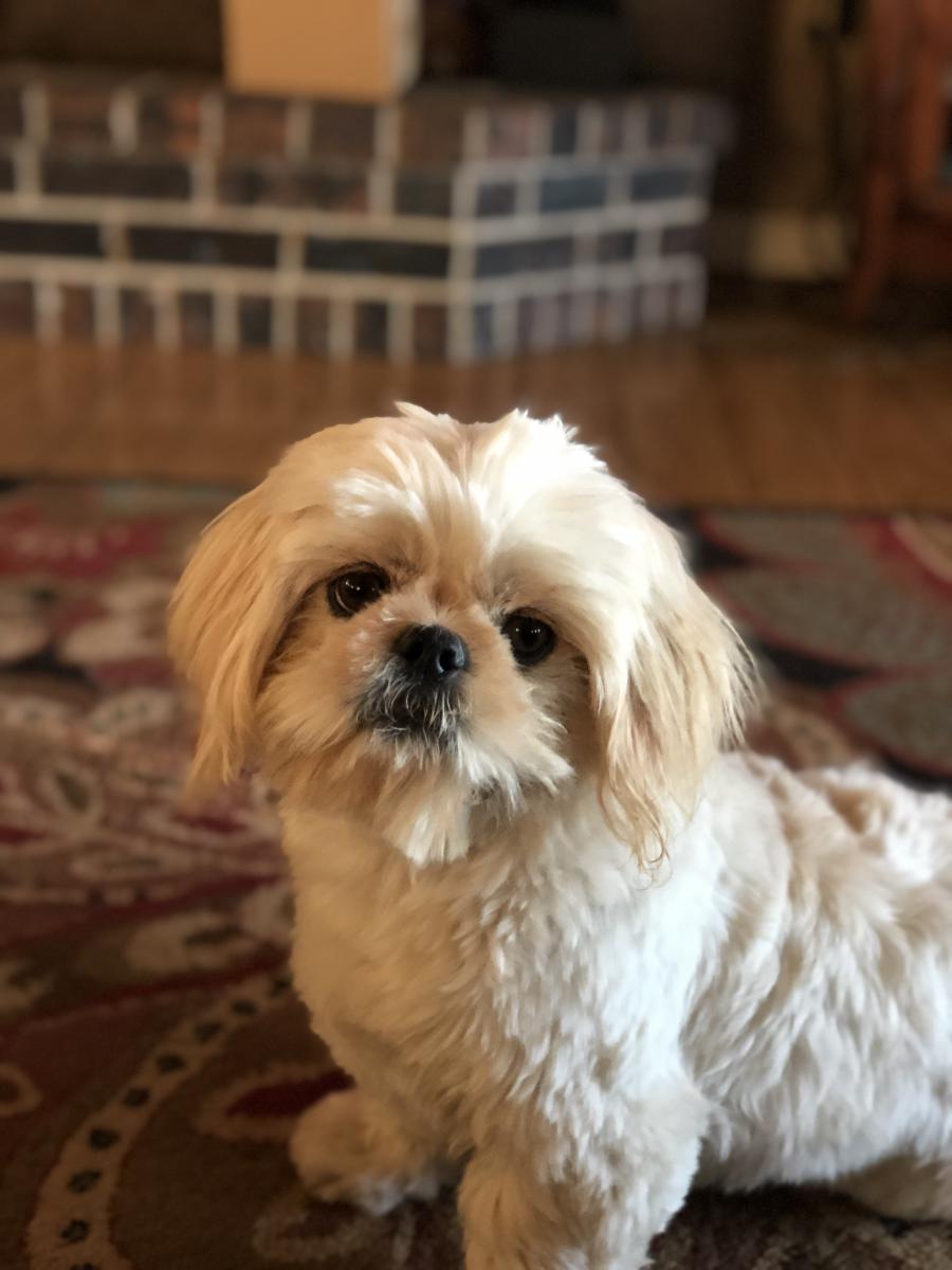 Lost Dog Shih Tzu in LODI, CA - Lost My Doggie