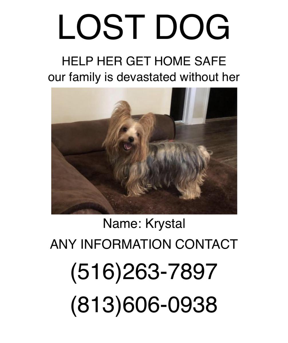 Image of Krystal, Lost Dog