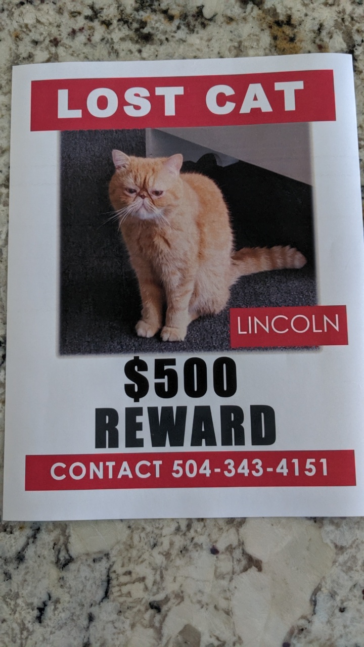 Image of Lincoln, Lost Cat