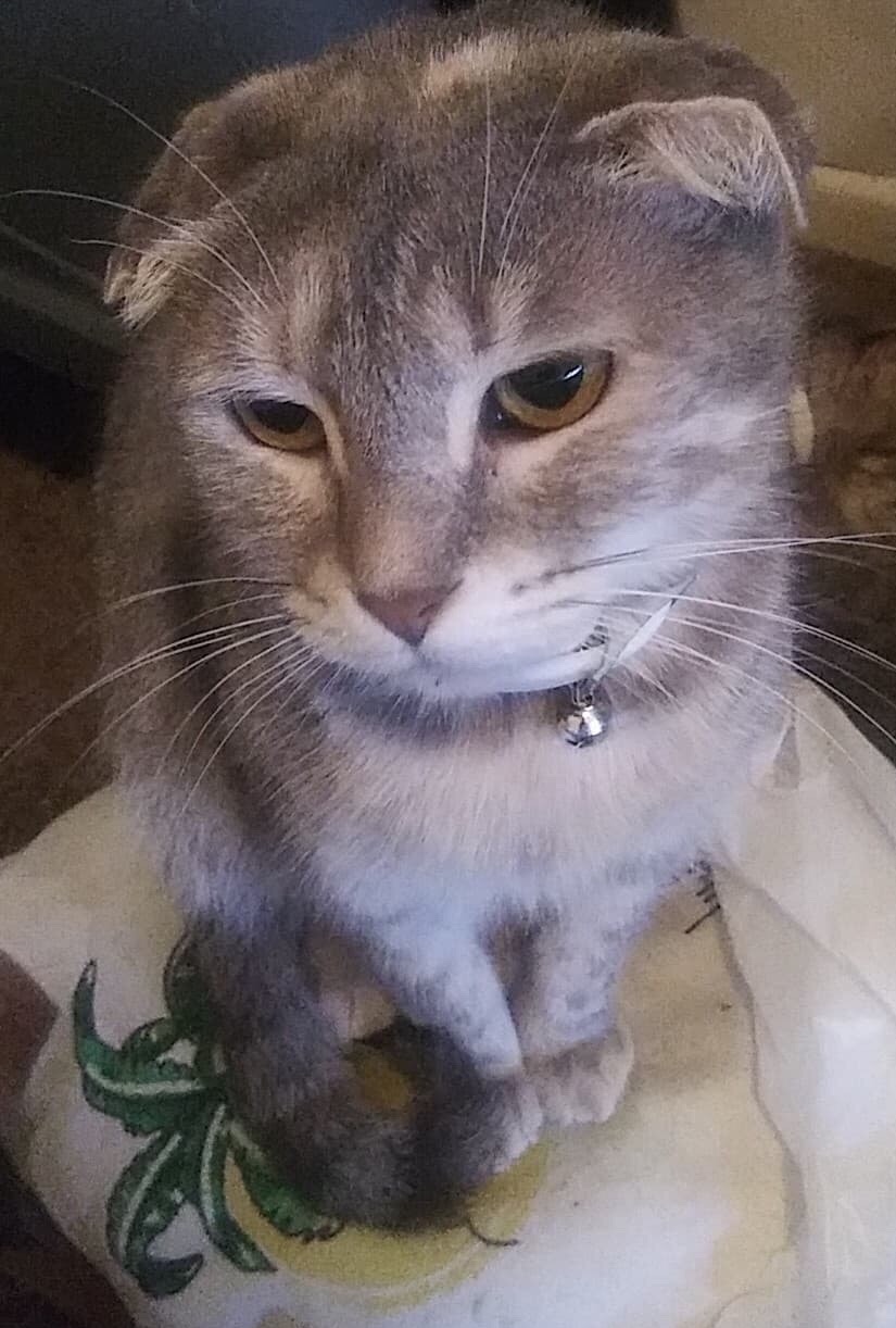 Image of Misty, Lost Cat