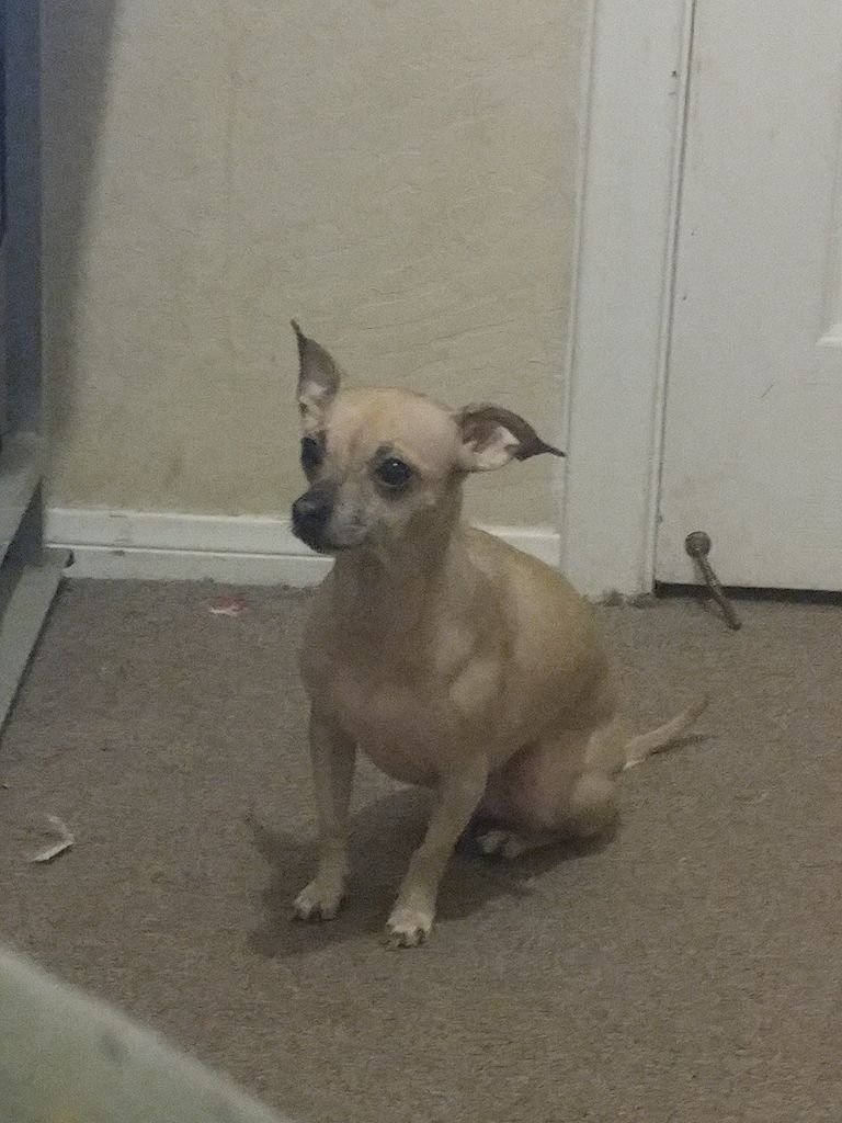 Image of Paige, Lost Dog