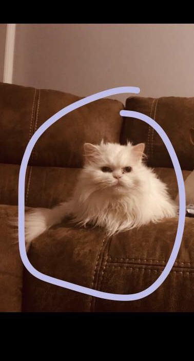 Image of Butters, Lost Cat