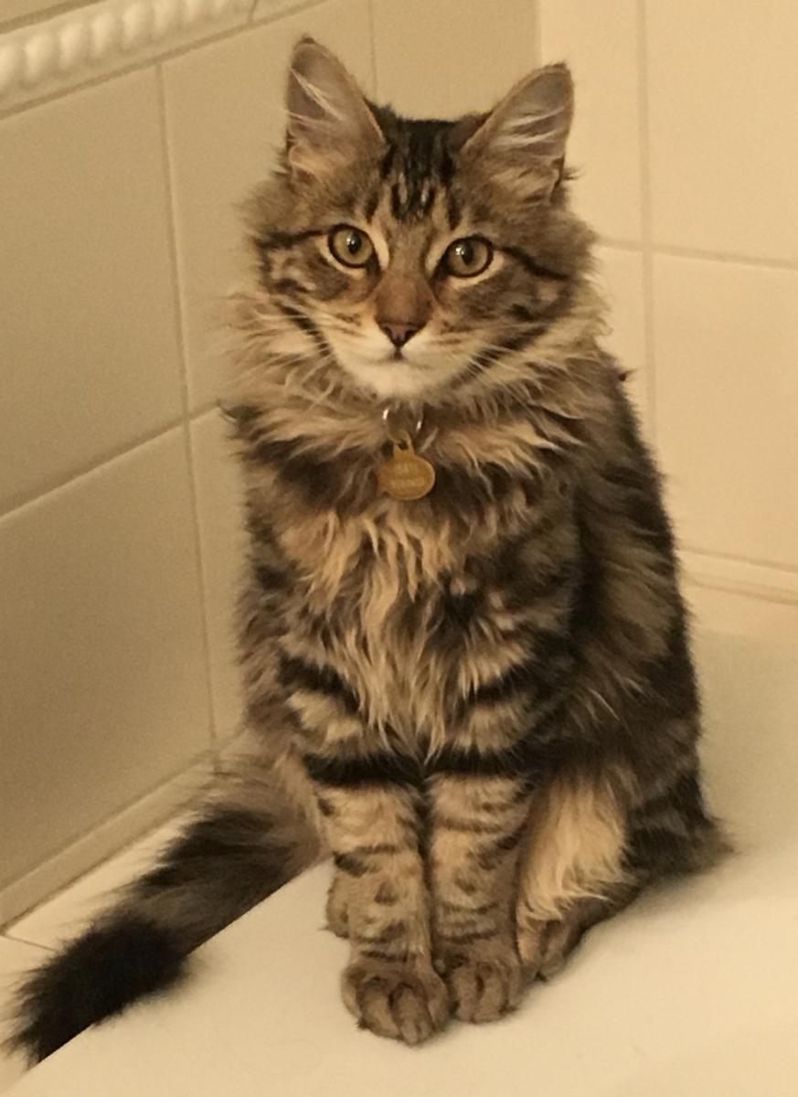 Image of Kit Kat, Lost Cat