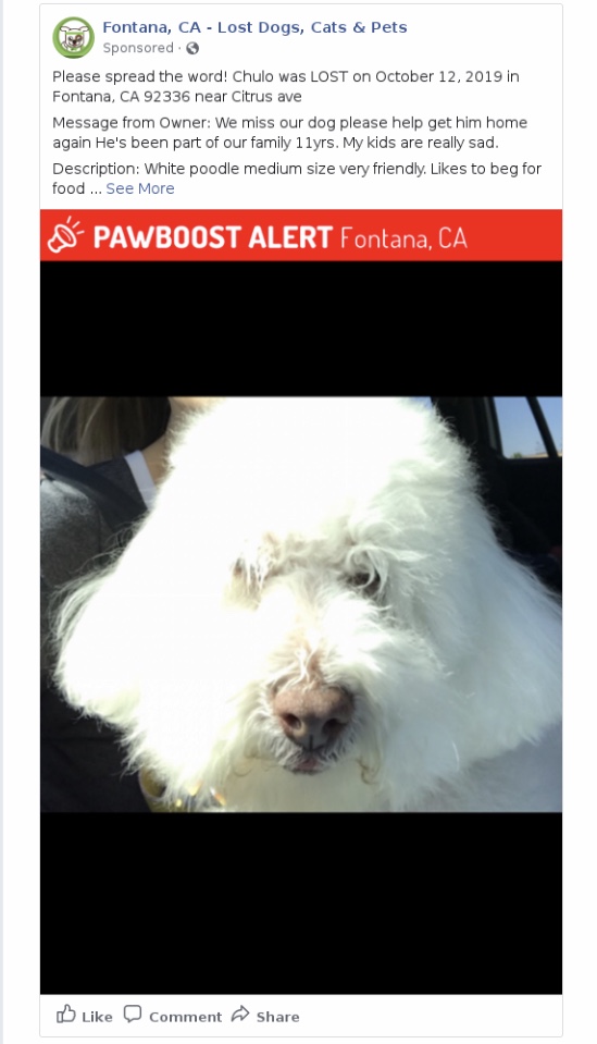 Image of Chulo, Lost Dog