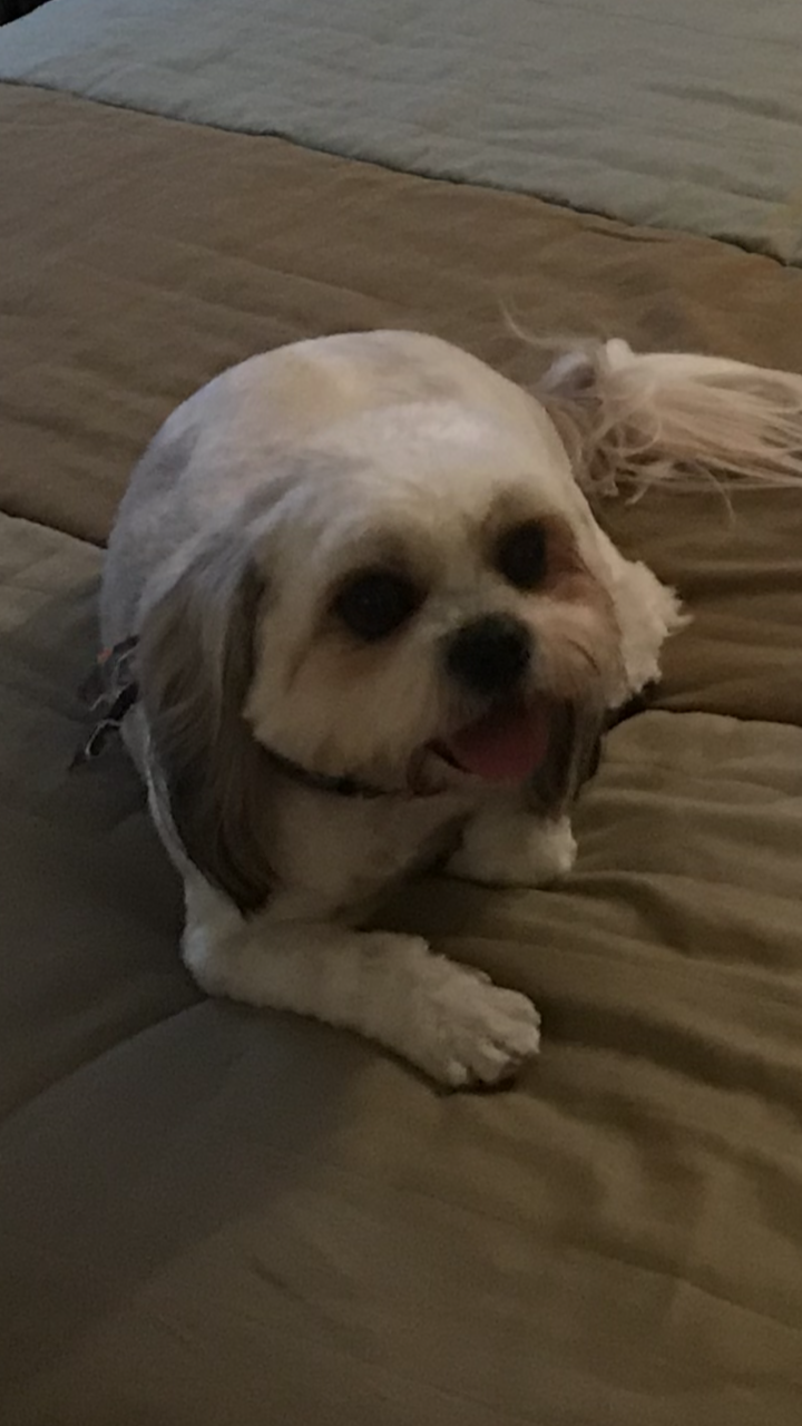 Image of smores, Lost Dog