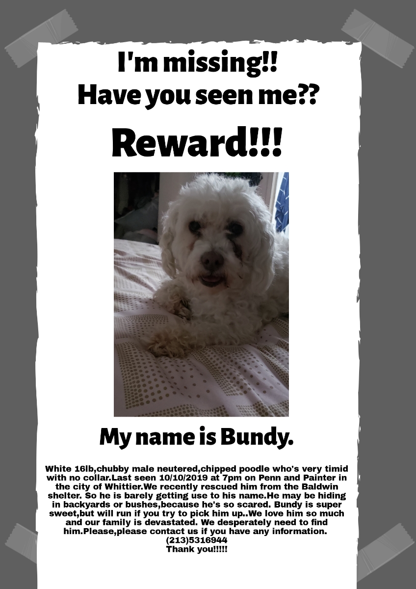 Lost Dog Poodle in WHITTIER, CA - Lost 