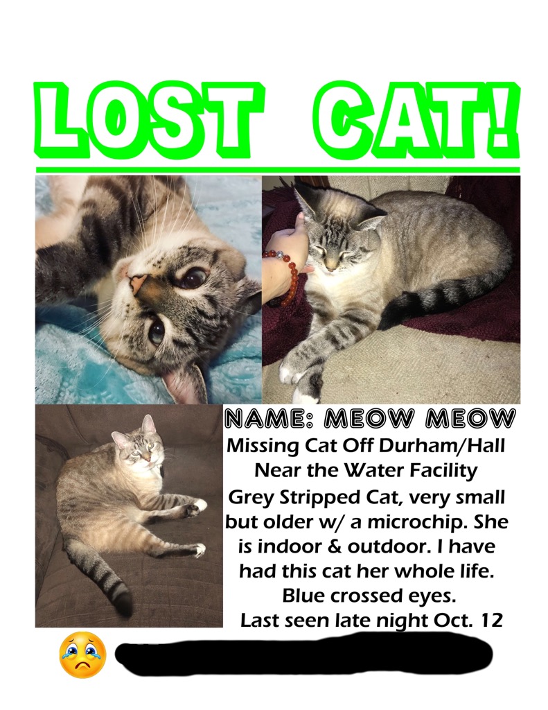 Image of Meow Meow, Lost Cat
