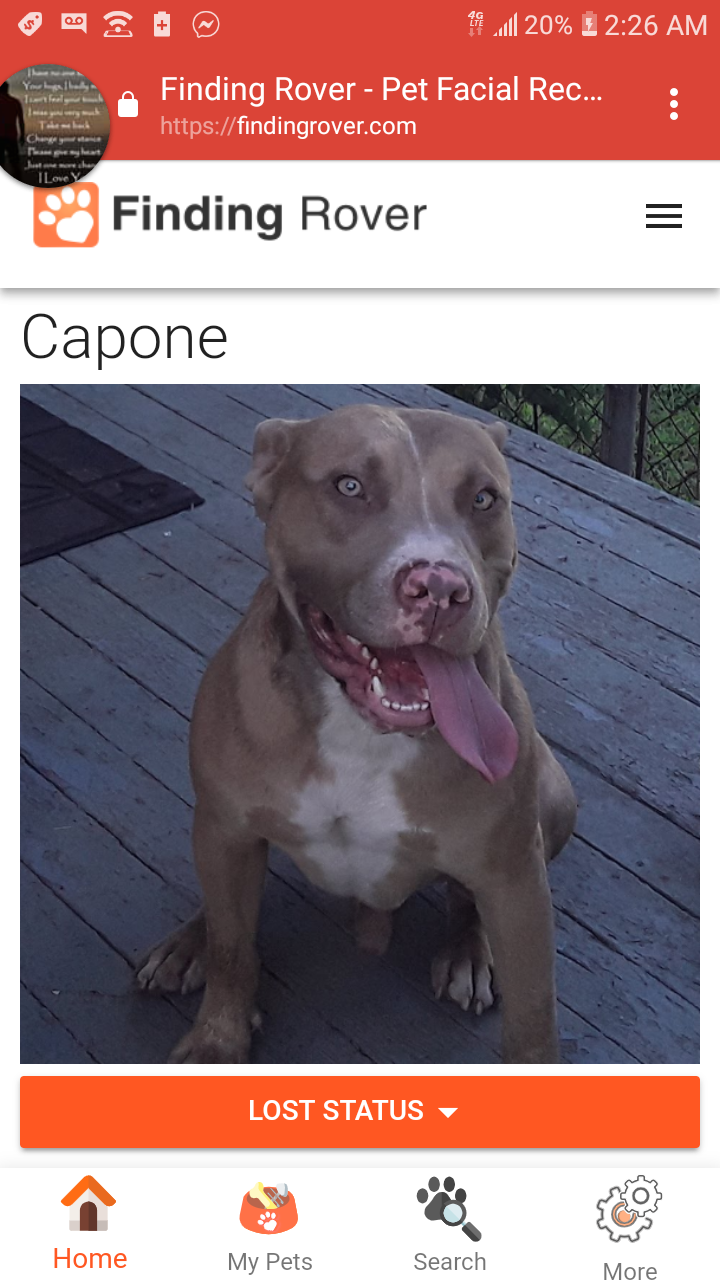 Image of capone, Lost Dog