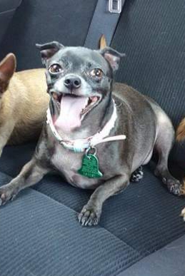 Image of Cali black Chihuahua, Lost Dog