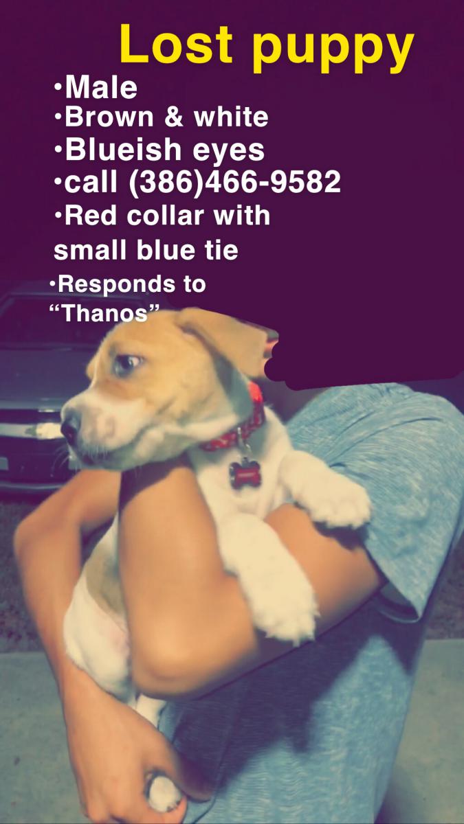 Image of Thanos, Lost Dog